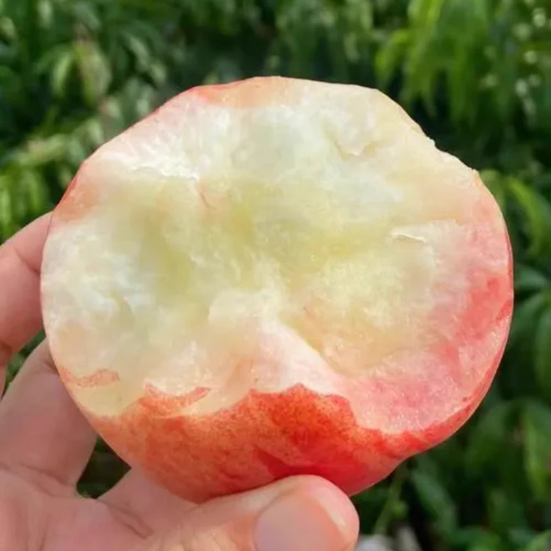 蒙阴蜜桃【小野子专属】山东蒙阴（水蜜桃）自家果园现摘现发脆甜多汁