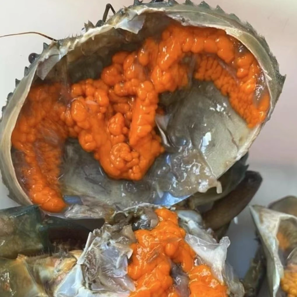 【不能放冰箱】码头价吃红膏蟹 螃蟹包活到家 包有膏 包肥 2-3两/只