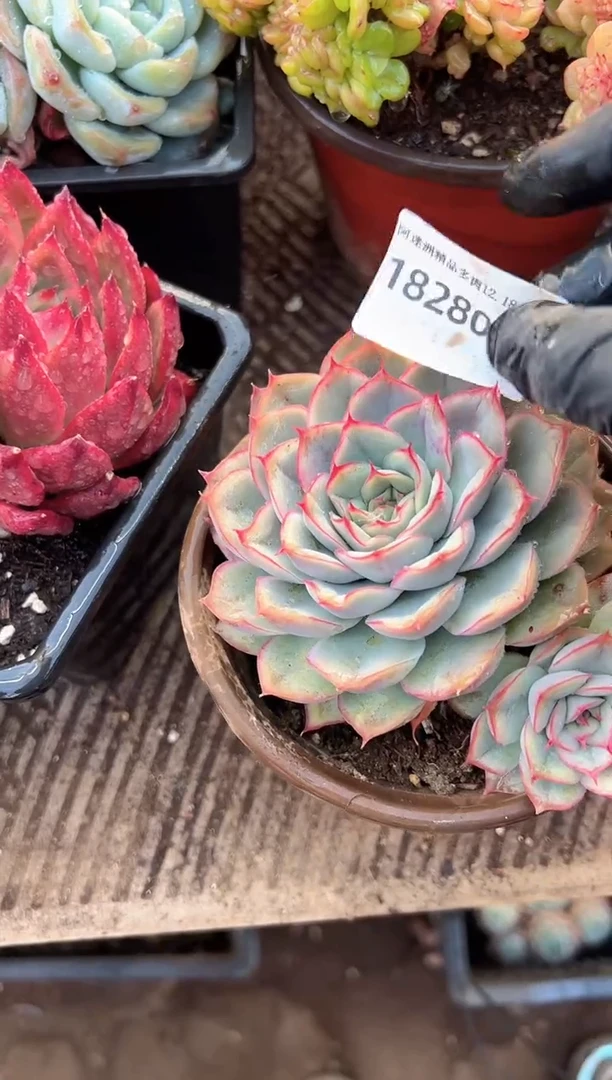 小***馆多肉植物一物一拍18280
