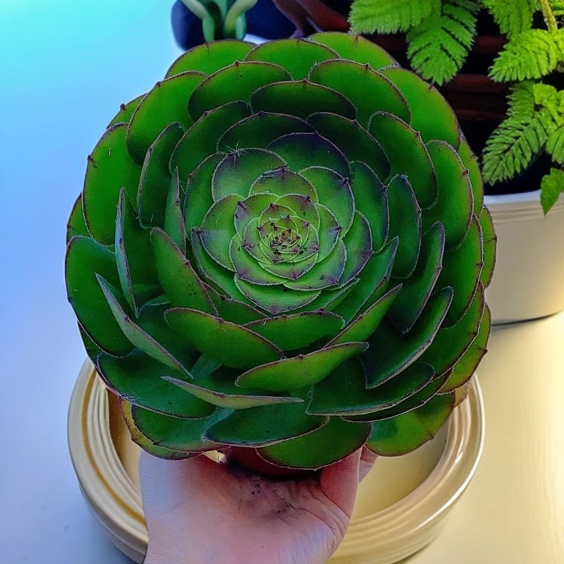单头万圣节法师  带盆 多肉植物【多肉满15包邮】