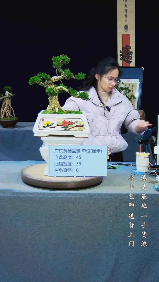 【闪购商品】黄杨盆景黄杨盆景