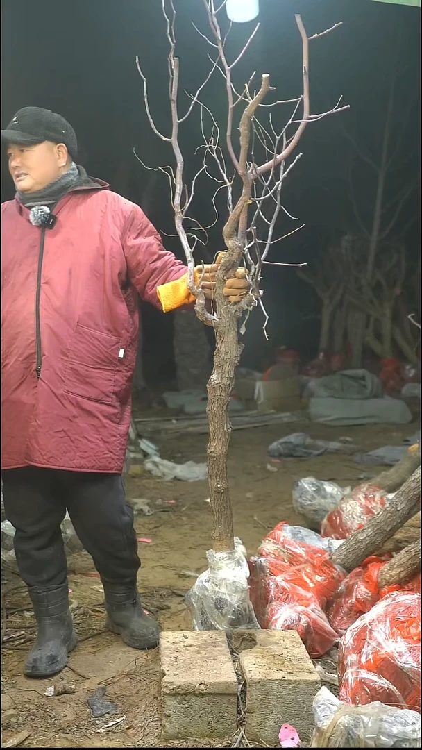 完全开放枣树207