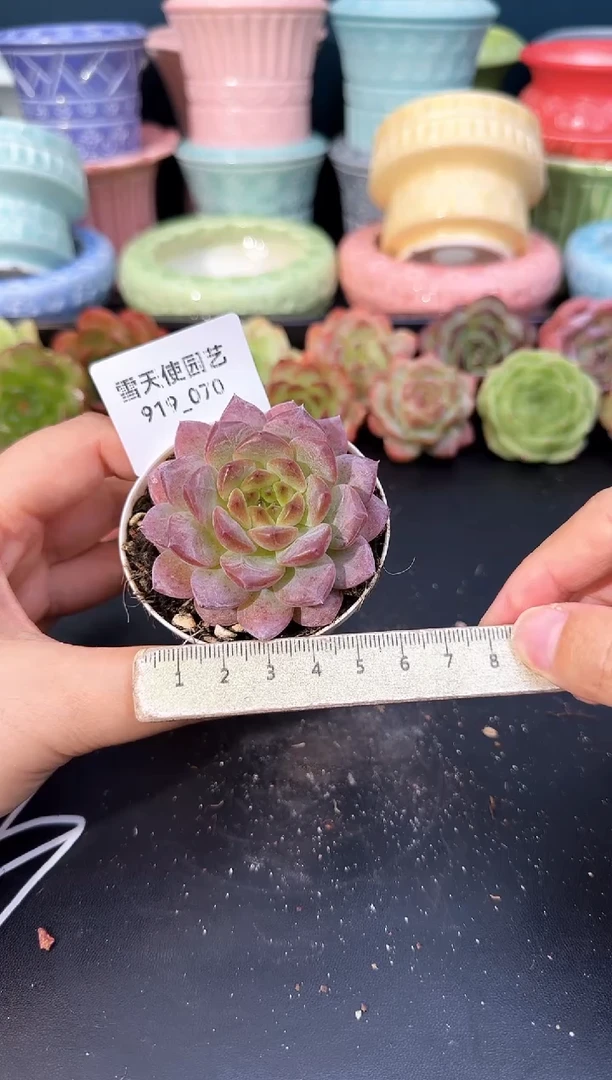 919-070青山（冠幅5cm）