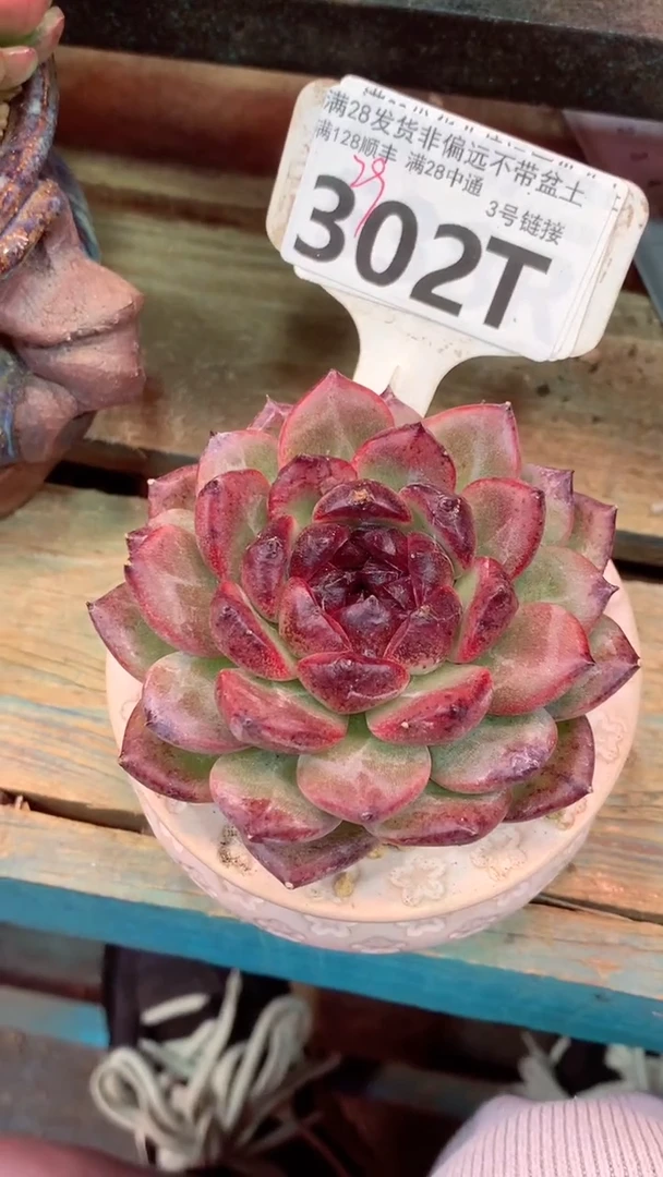 302T(一物一拍实付满28发货，默认不带盆土）