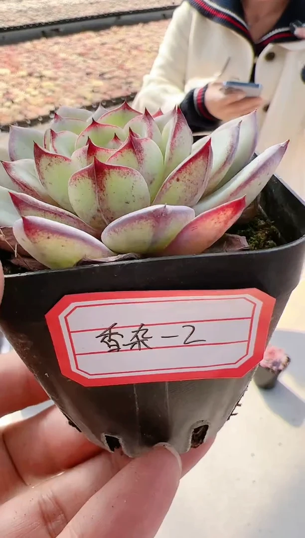 【闪购商品】香杂-2