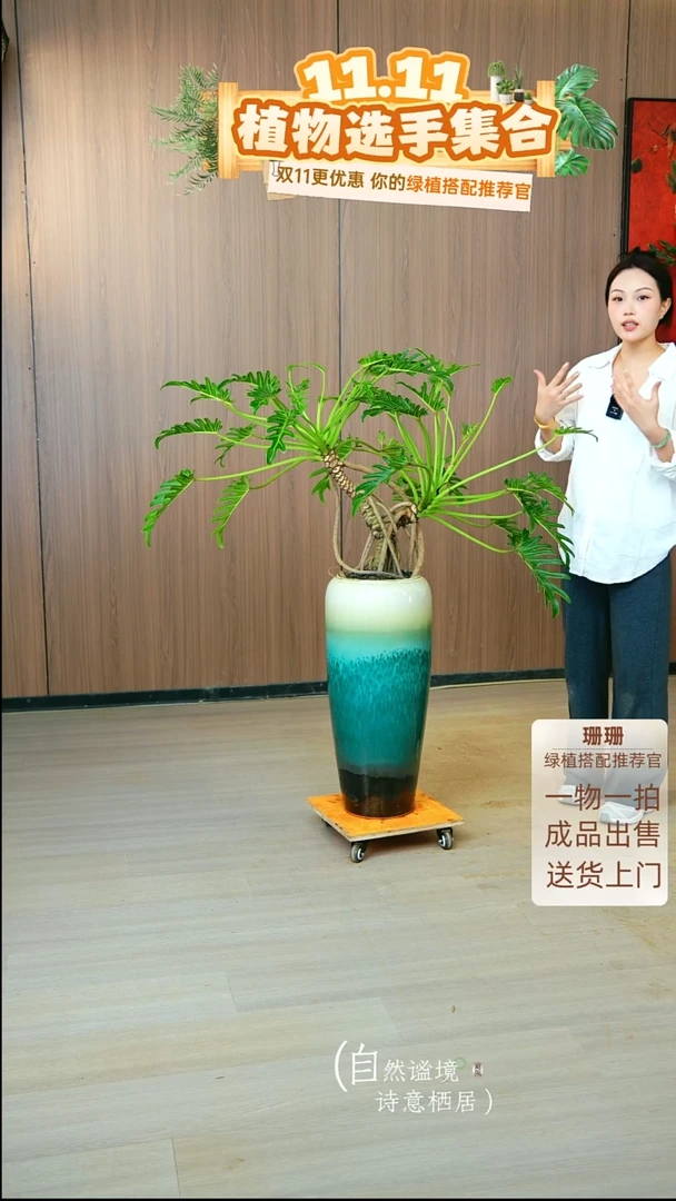 无花朵厚**物龙鳞小天使种好栽好一整套送货上门