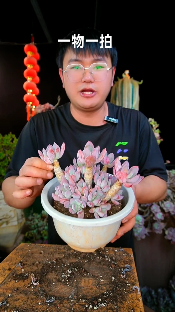 【闪购商品】2号灰姑娘一物一拍