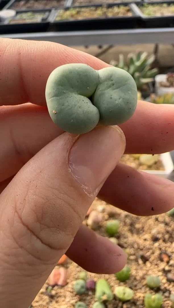 【闪购商品】9-195