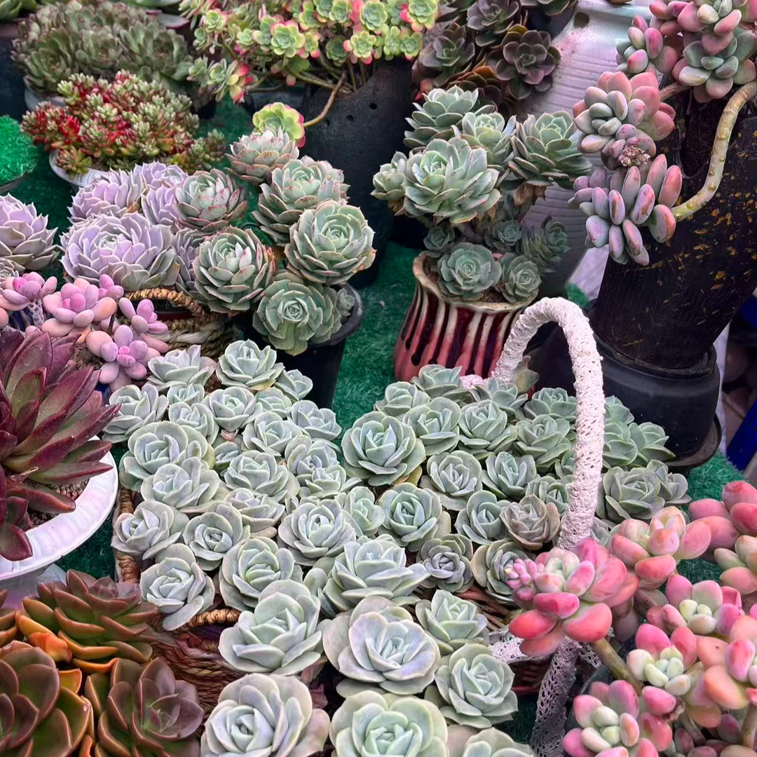 【集合链50】黄大锤多肉阳台露台植物栽种养护