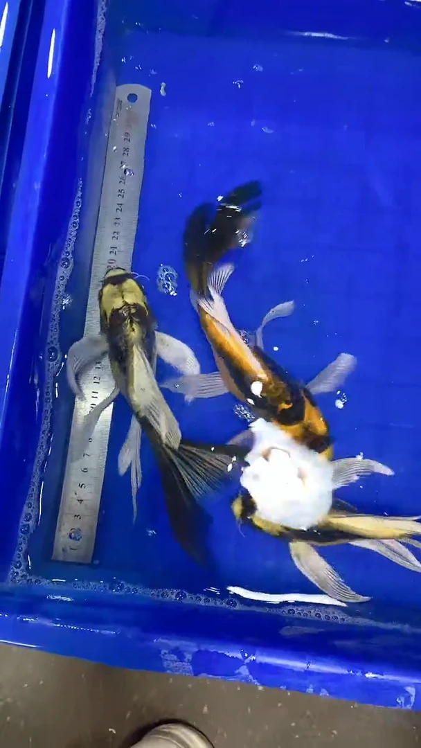 蝴蝶鲤独*俊蝴蝶鲤直播选鱼专用链接