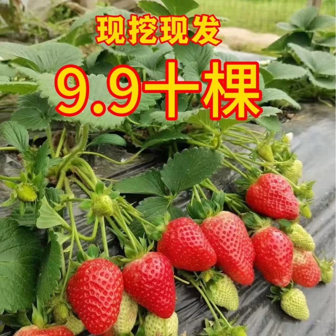 【草莓苗现挖现发】四季草莓苗带土球发货易成活室内室外盆栽绿植