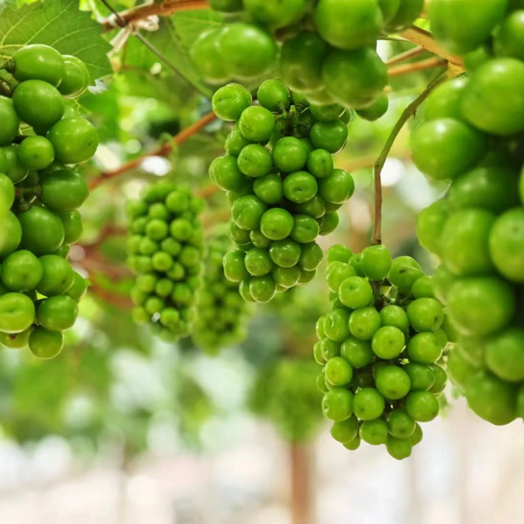 正宗马陆葡萄葡混装搭配香甜可口果实饱满多汁