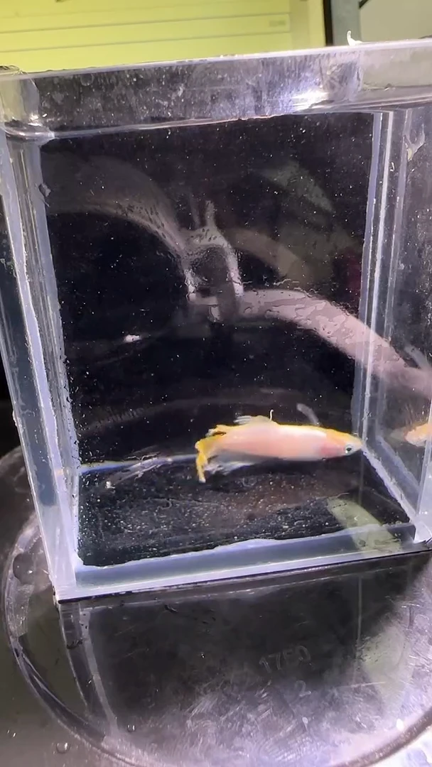 海水鱼观背青鳉观背青鳉214