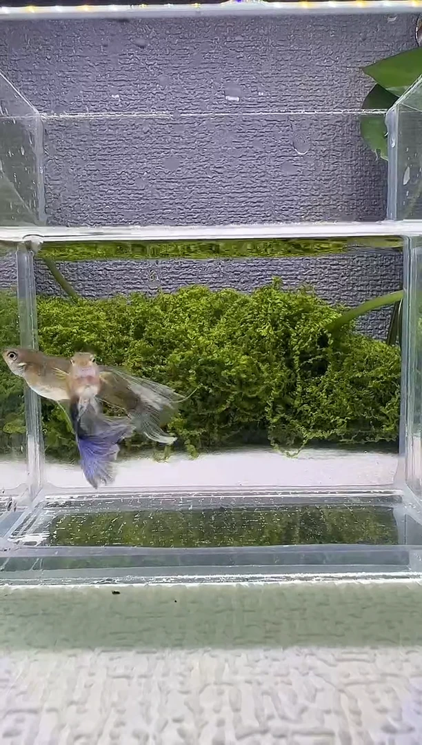 孔雀鱼阿浩孔雀鱼