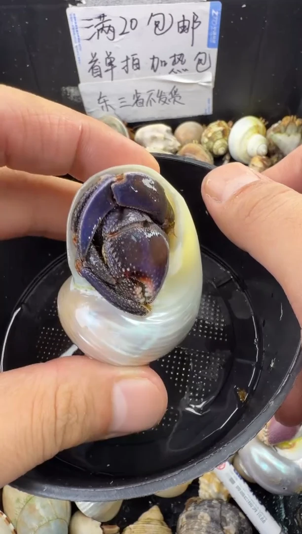 2.8口紫陆一只，不包全品