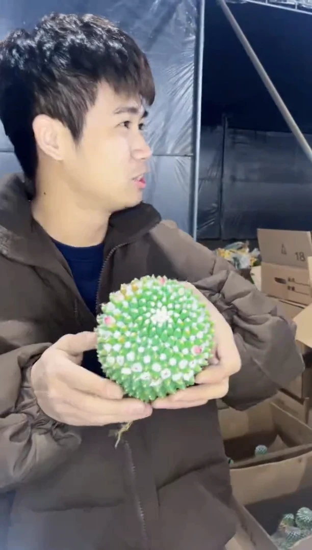 【闪购商品】实生根 雪糕