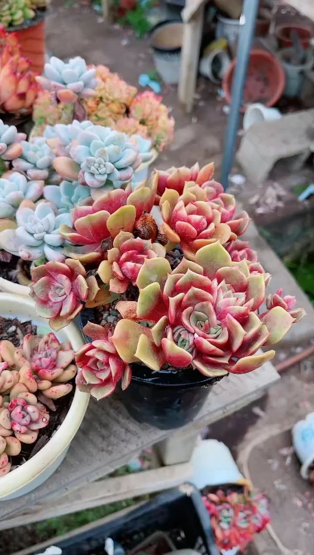 【闪购商品】20190