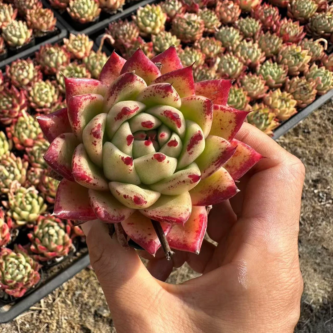 7#秋瞳多肉植物  前男友精品多肉