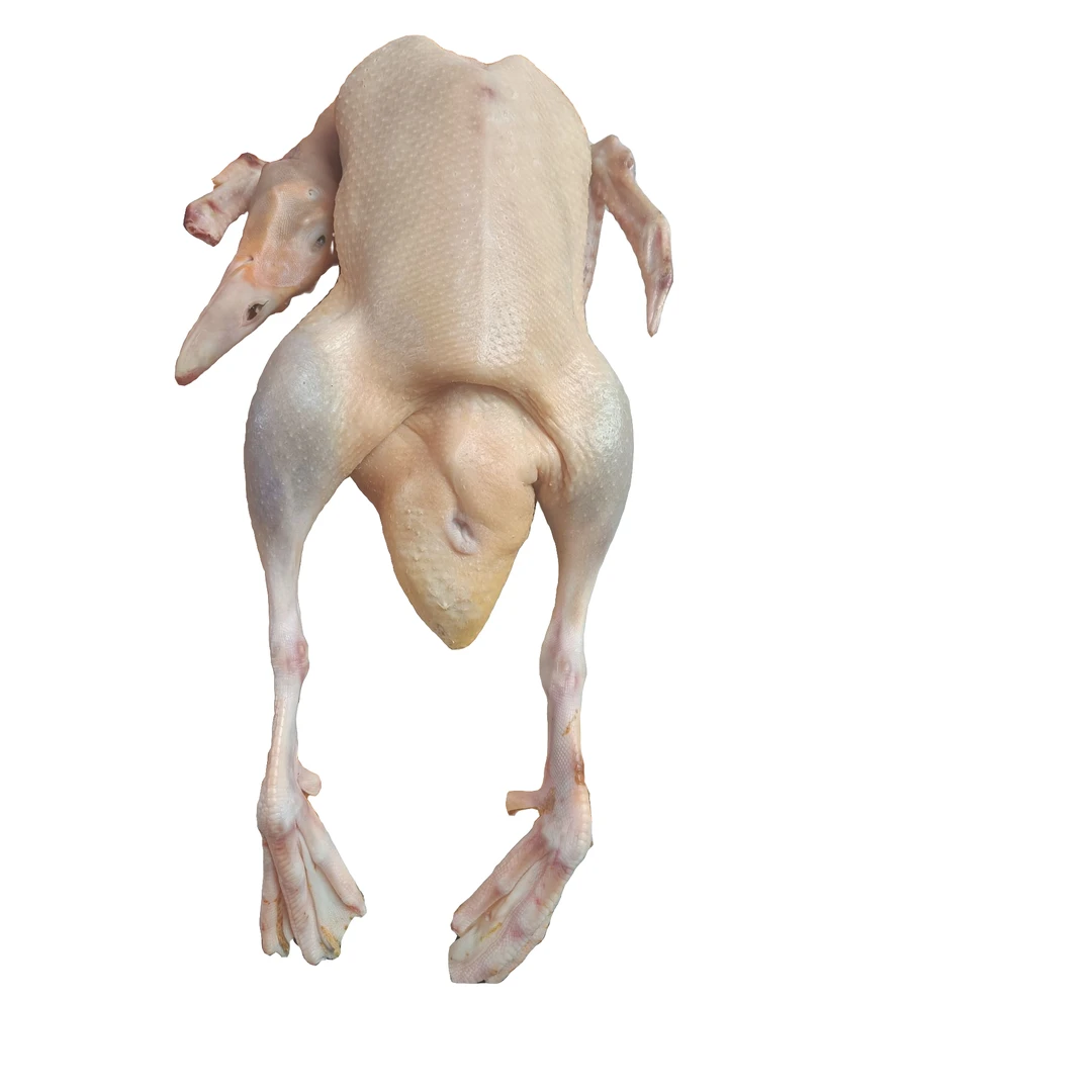 新鲜现杀嫩鸭子/高级肉鸭/整只宰杀前约4.5-5斤（默认烧毛清洗宰杀斩块） 可红烧。