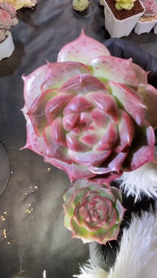 2850 紫冰翡7-8厘米 量拍发一颗