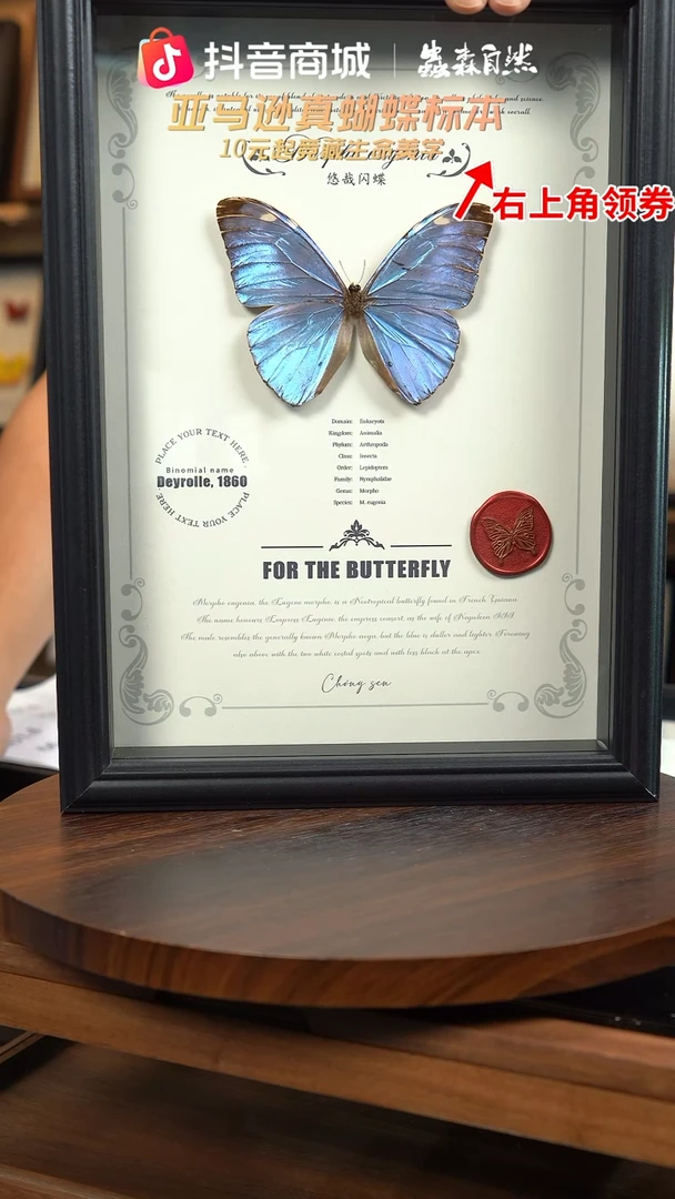 蝴蝶标本摆件竞拍悠哉闪蝶F94