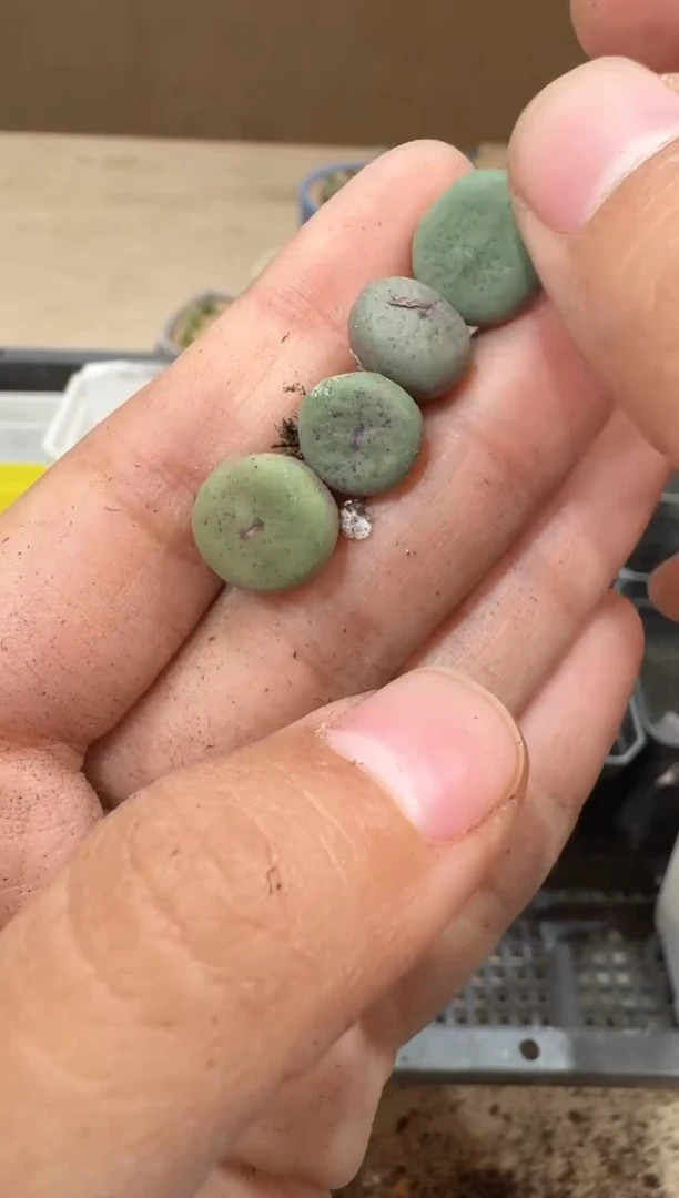 多肉植物肉锥16-105玻尿酸