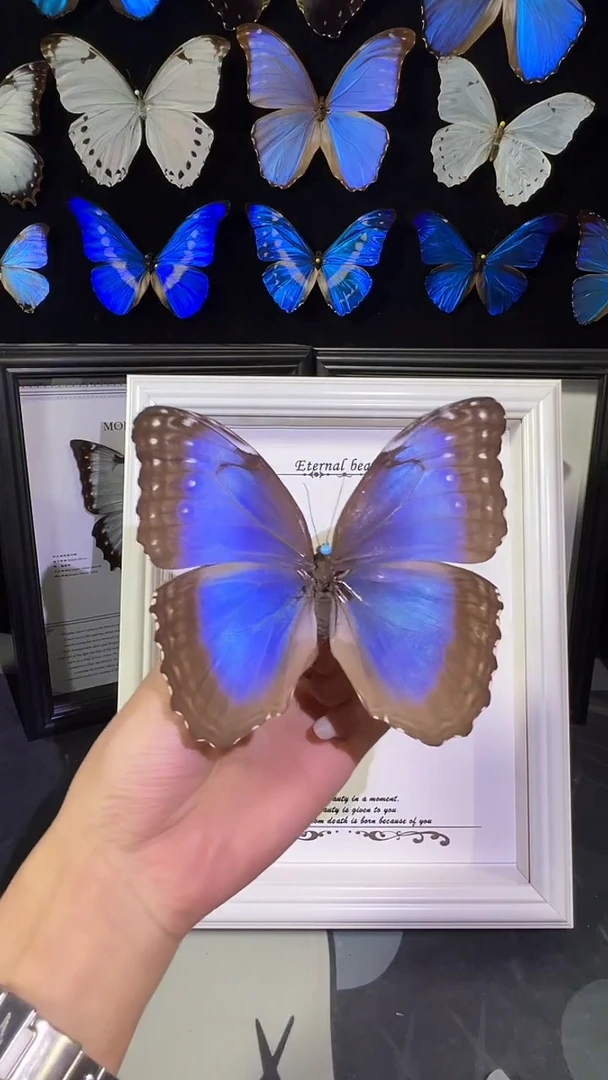 蓓蕾闪蝶欧版相框