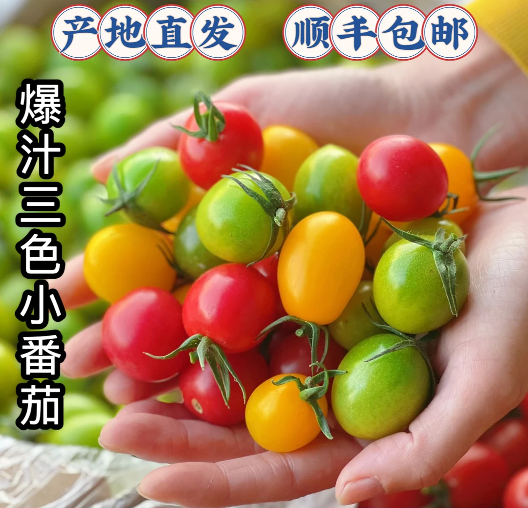 【顺丰包邮】山东寿光圣女果三色小番茄千禧 青甜 迷恋 香甜爆汁