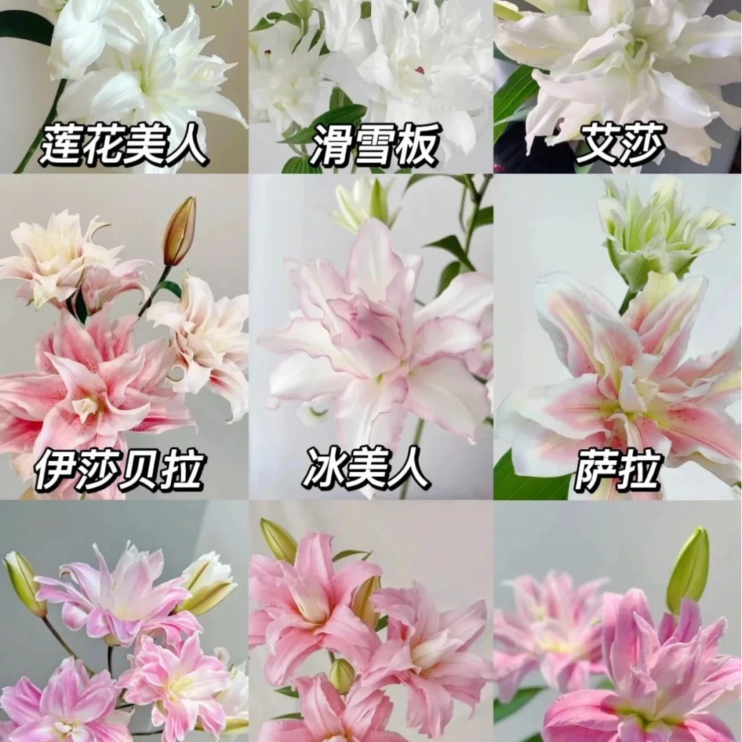 【两个老六】万能重瓣百合-香水百合2单鲜花包邮 发货后不支持退款