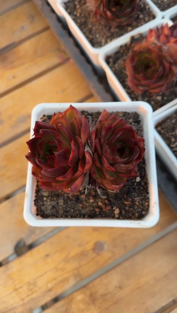 140#双头红灯（10CM）