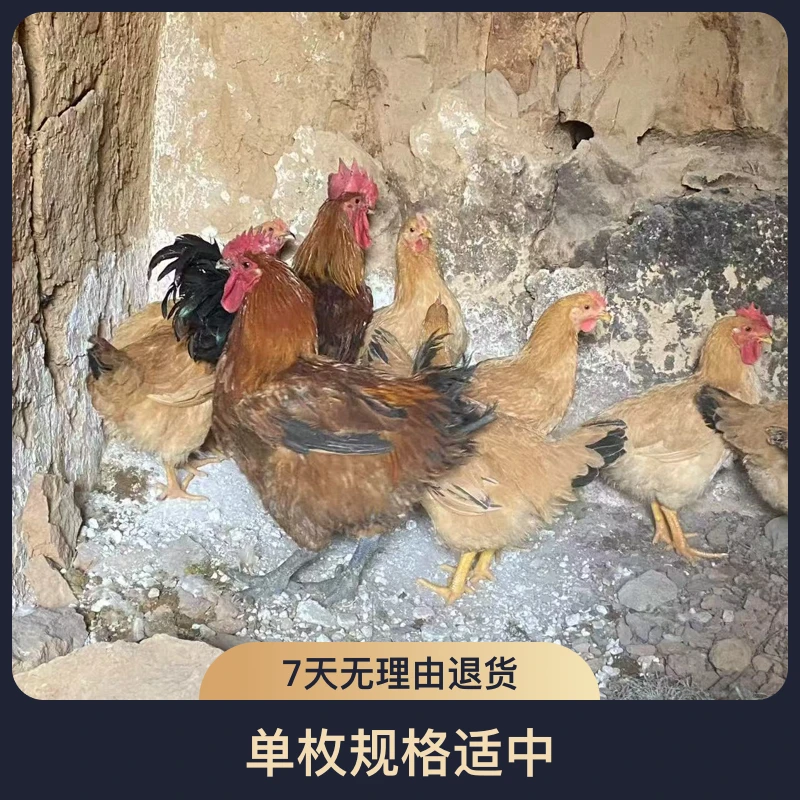 高山散养富硒蛋 零添加  有图有相