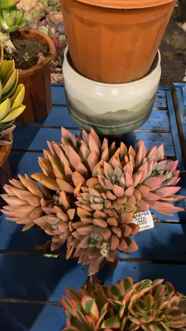 【闪购商品】2660桃花源