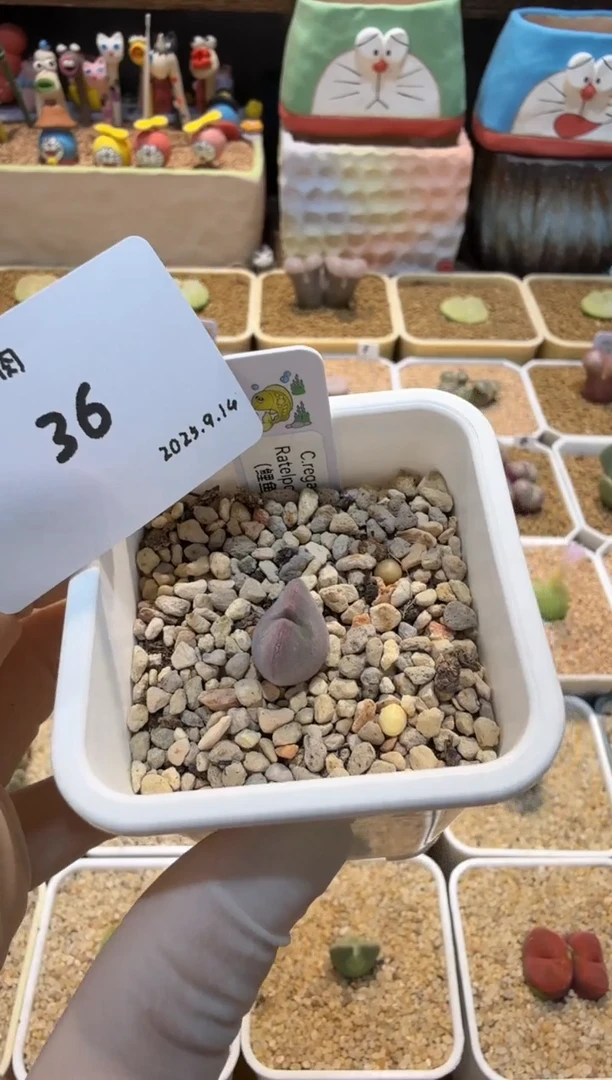 辣***桃25.9.14-36猕猴桃