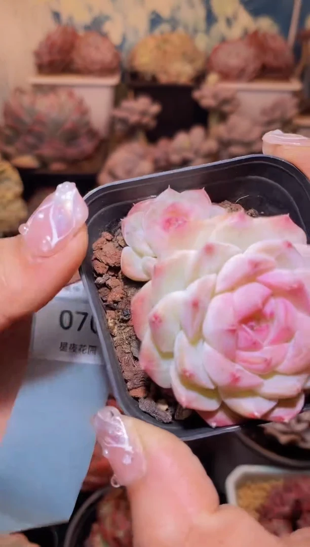 【闪购商品】069梦境