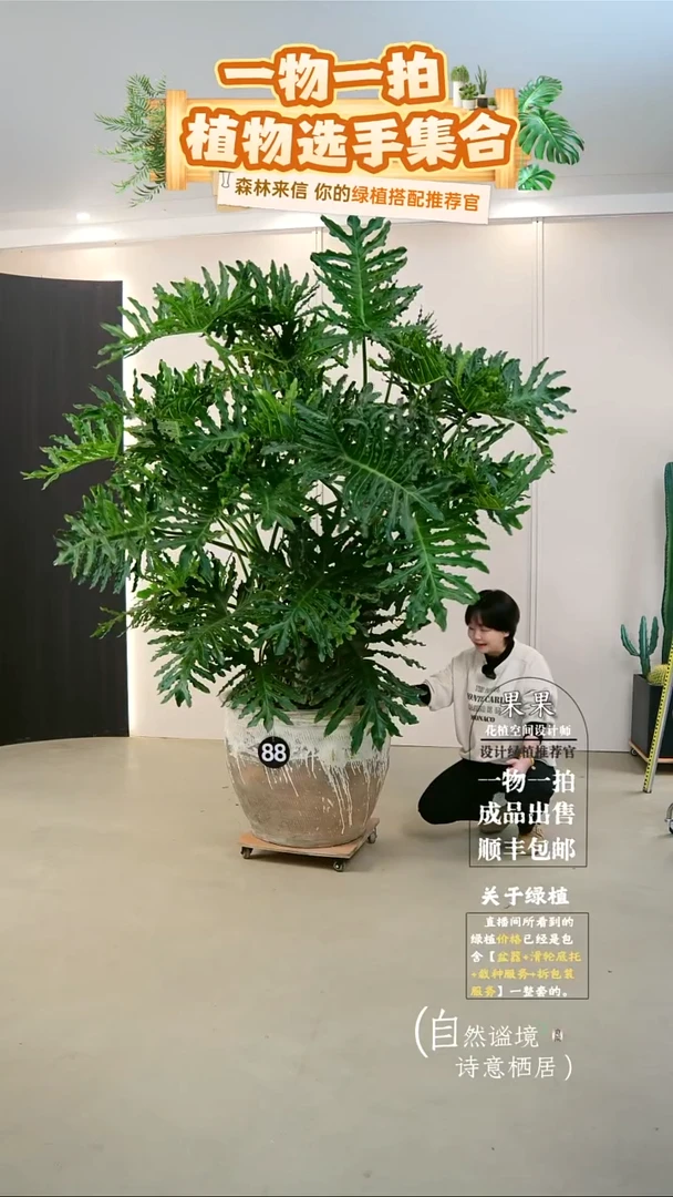 完全开放中***红大老桩龙鳞春羽连盆种好栽好一整套送货上门
