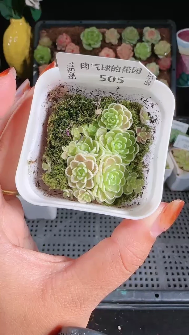 1120-505爱丽丝群生不包整