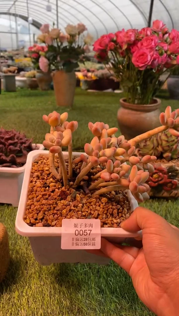 0057aa（满28包邮发货）