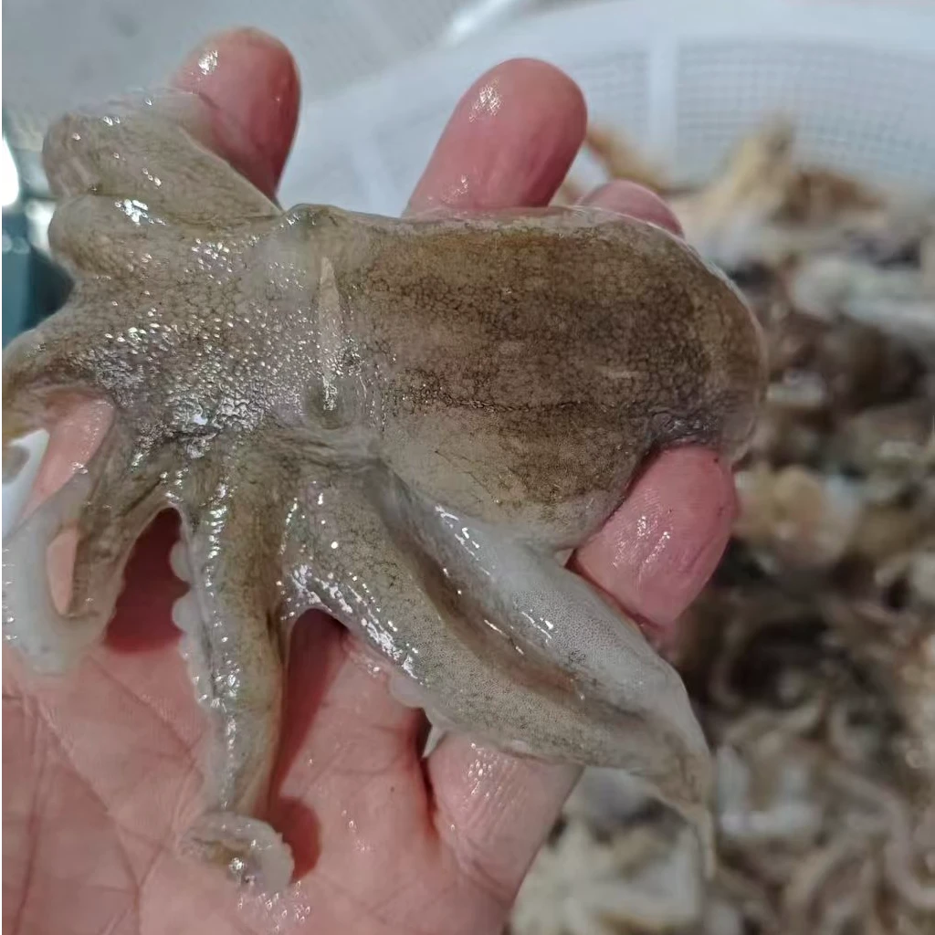 东港桃花短腿八爪鱼/八带7-9只/斤 3-4斤装鲜活发货保鲜不保活