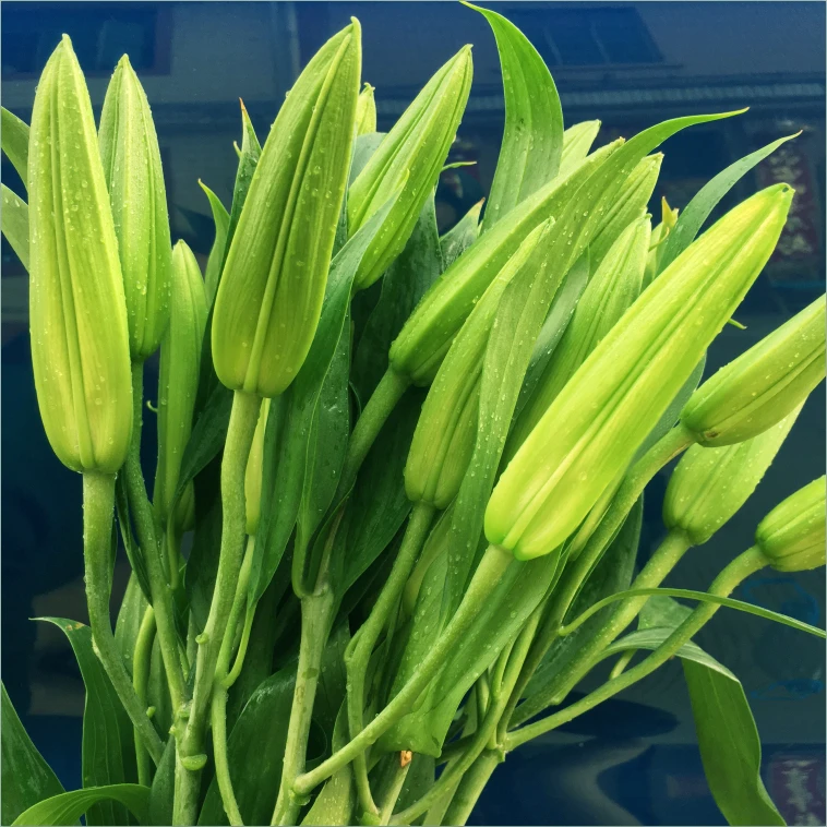 【白百合】香水百合新鲜鲜花花束云南鲜花基地直发适合客厅装饰