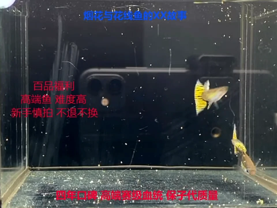 孔雀鱼花线黑金2对亚成种鱼体验