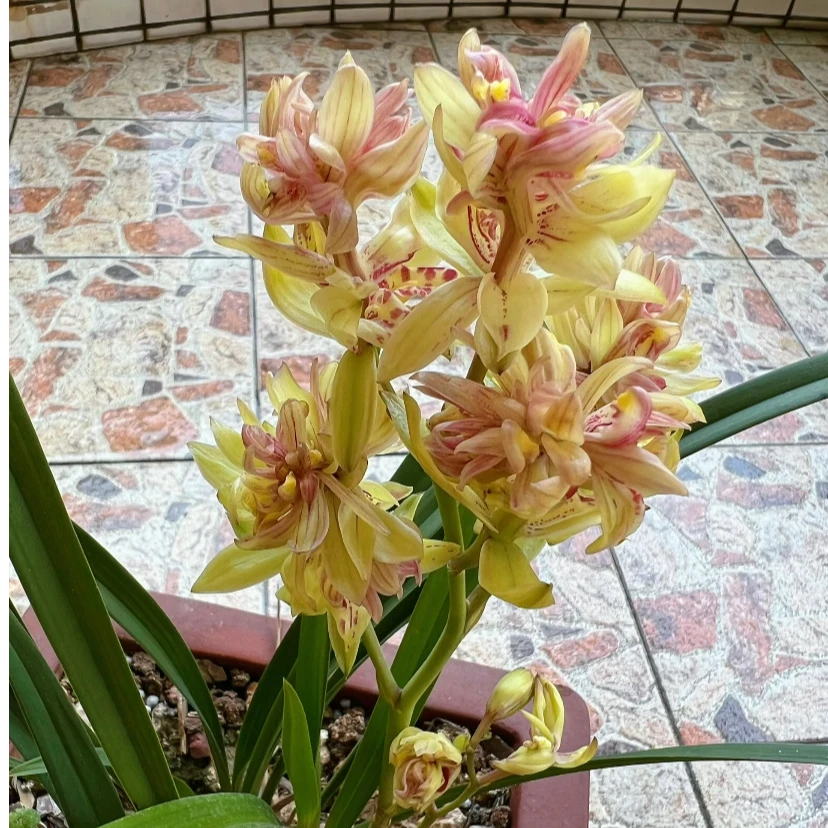 建兰老种【富山奇蝶】四季兰兰花皇后花浓香悠长型花好养室内