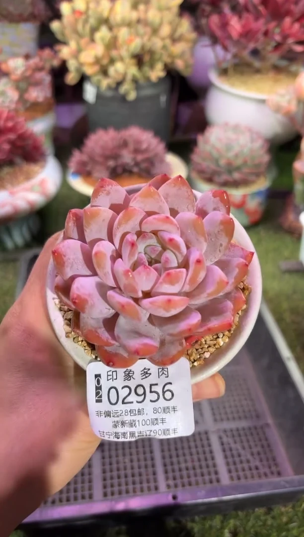 【闪购商品】02956