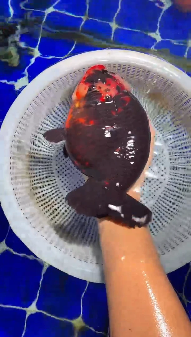 金鱼（运费自理，马印灯照射）福州追鱼兰寿金鱼