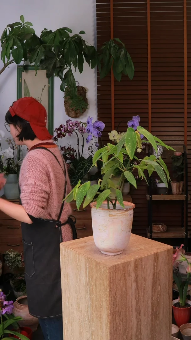 无花朵 塔玛雅秋海棠 带盆 种好发货 顺丰包邮