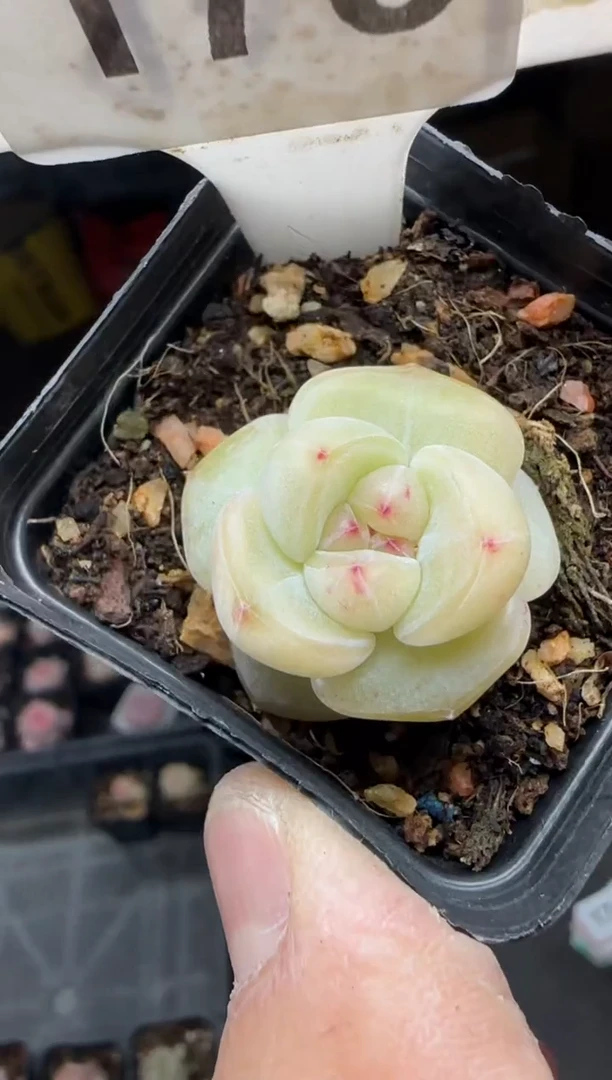 【闪购商品】一物一拍0120—173