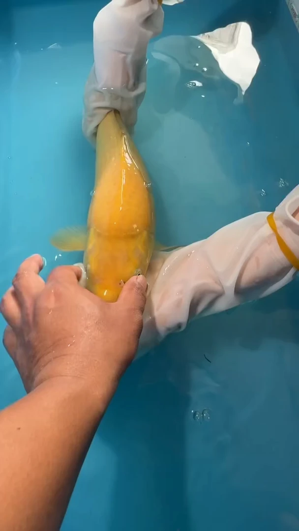 锦鲤锦鲤36cm-45cm不包邮到付 包损
