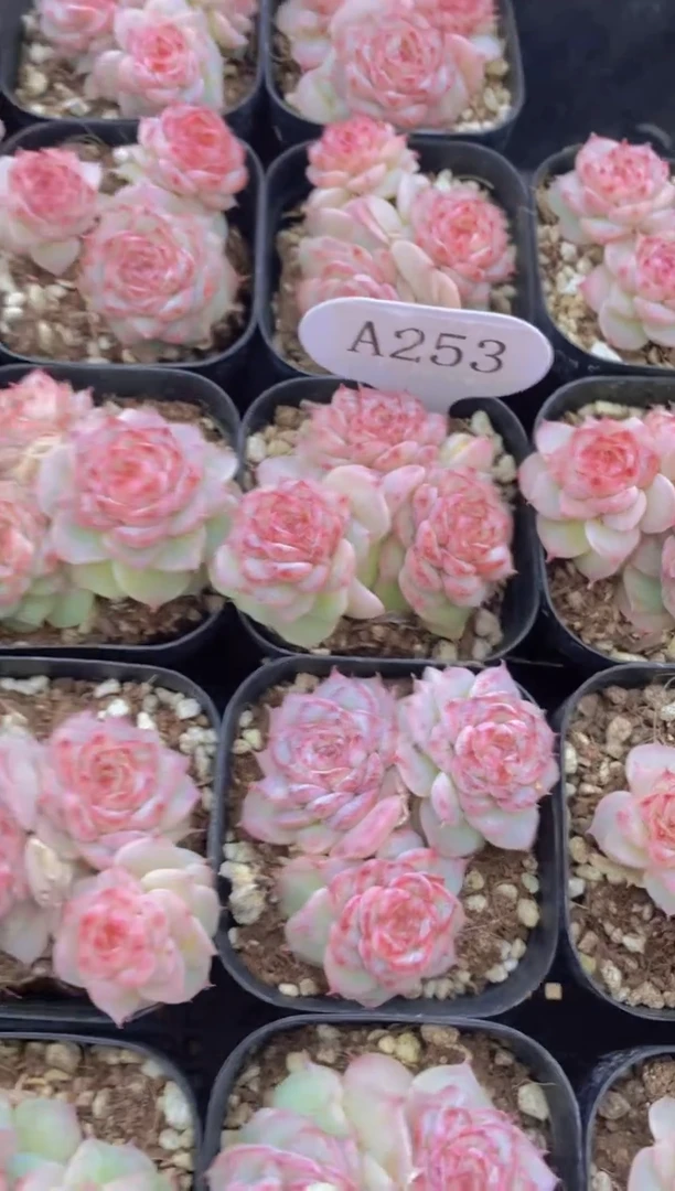 A253-焦糖玛朵群生（量拍）