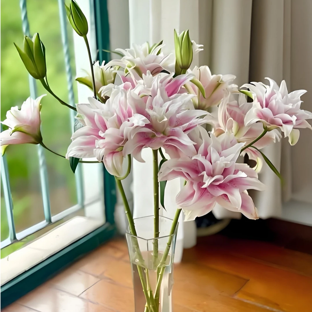 产地直发(伊莎贝拉）粉色系重瓣百合 清新自然 心情愉悦  顺丰包邮