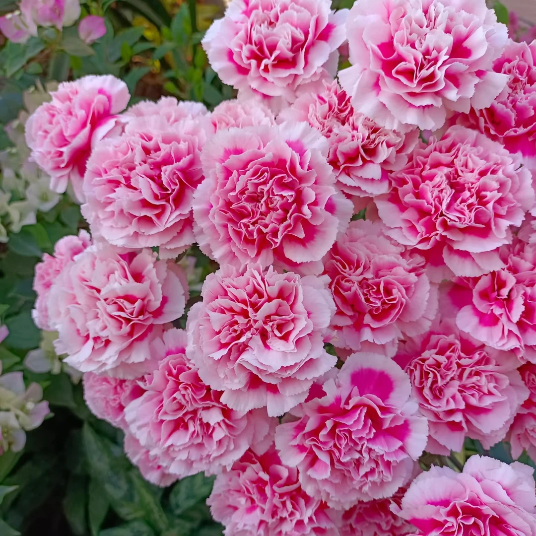 康乃馨 粉色渐变 浓香盆栽花园阳台多季开花生长花园爆花草本