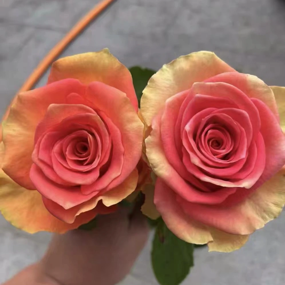文羽景园【麦迪娜】切花月季，多季节重复开花